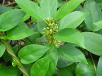 Gymnema sylvestre